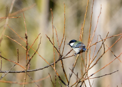 シジュウカラ❶