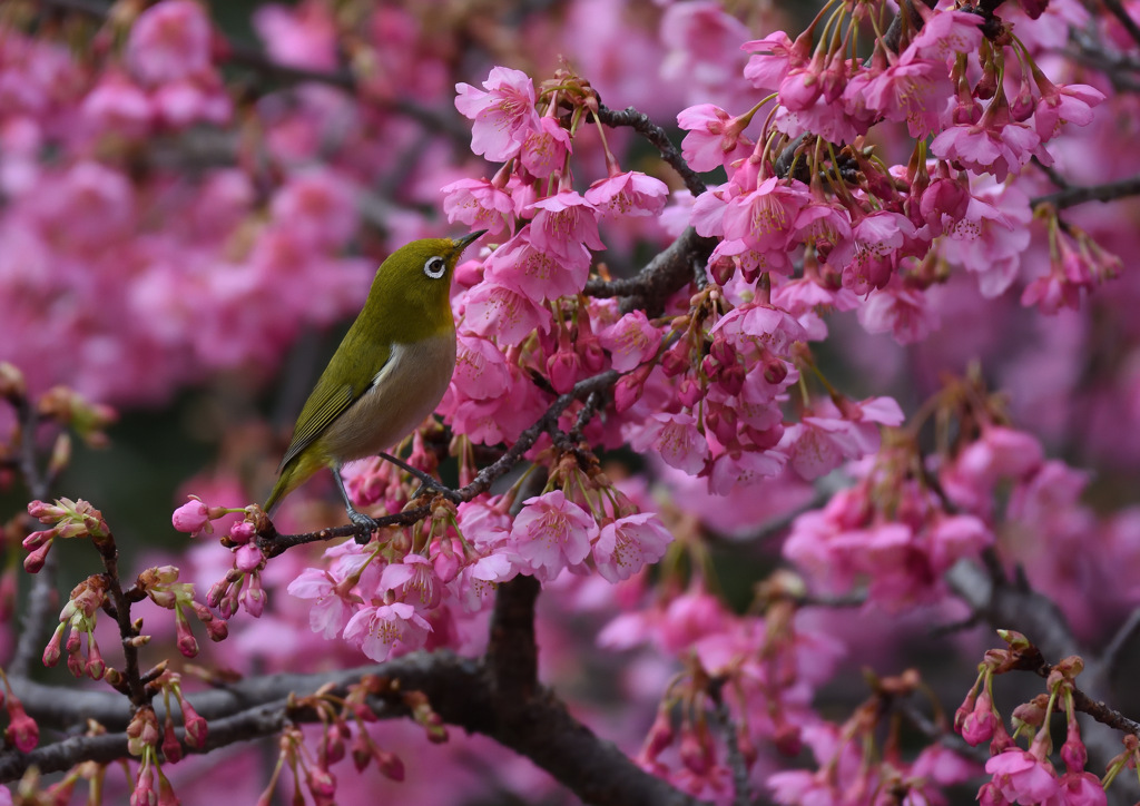 河津桜とメジロ　１/２５❺