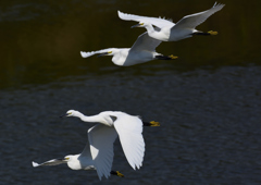 コサギ　１０/５