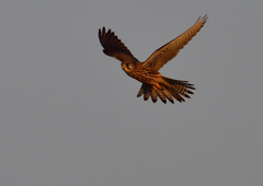 ホバリング（チョウゲンボ）１/１３❷