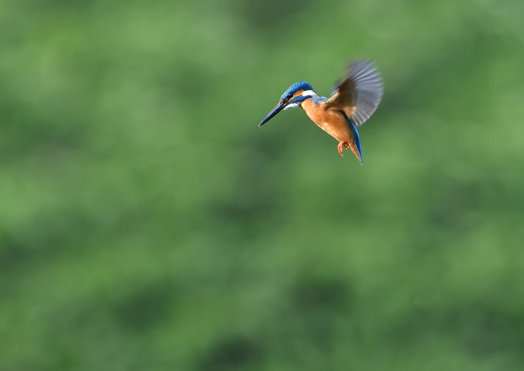 ホバ　５/２６❹