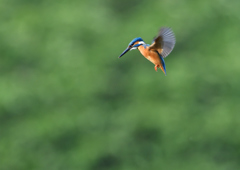 ホバ　５/２６❹