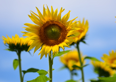 ヒマワリ畑　７/２２①