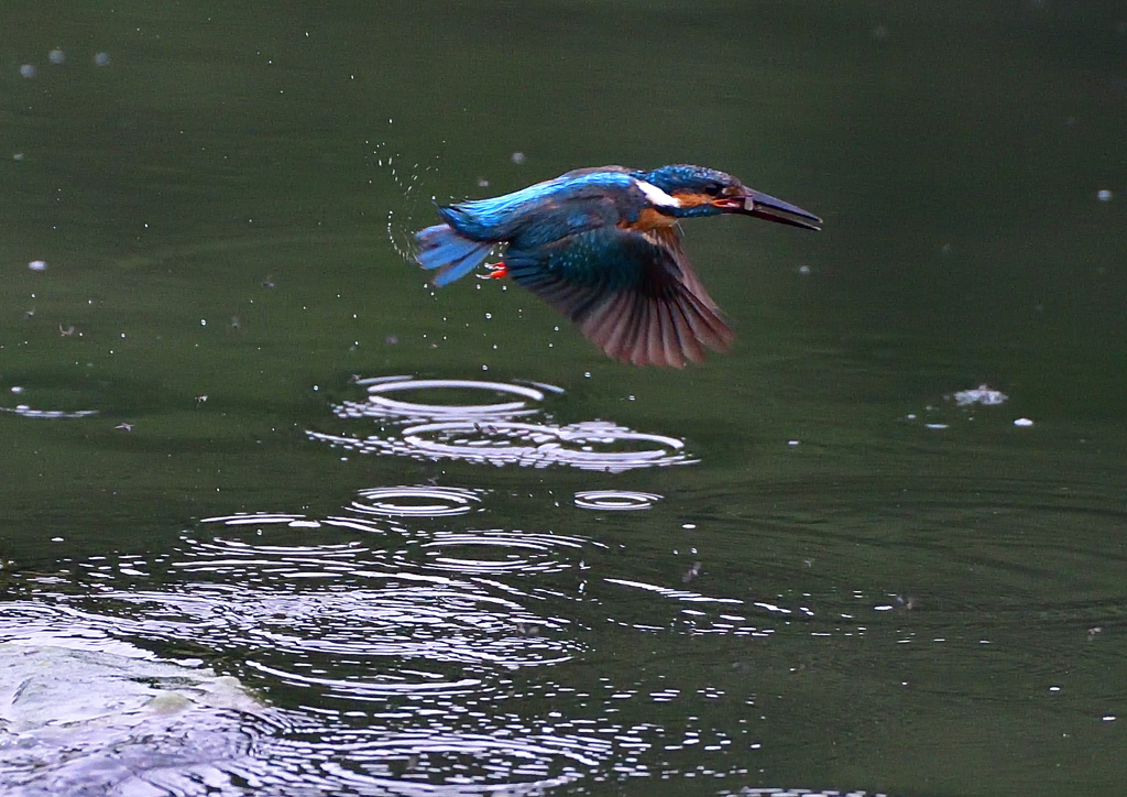 いつもの公園　７/１９①