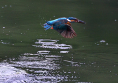 いつもの公園　７/１９①