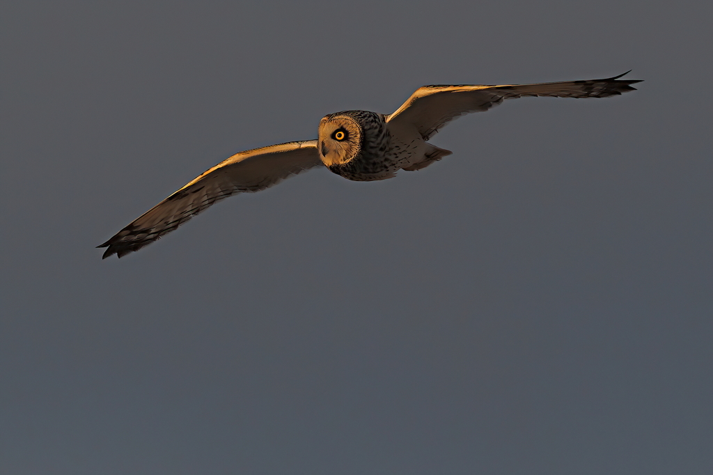 コミミズク　２/１❷