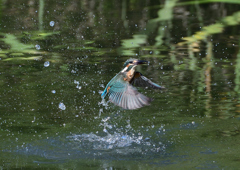今日のカワセミ　６/１７❸