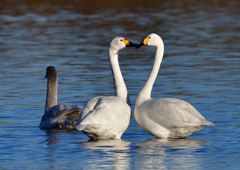 コハクチョウ　１/２０❽
