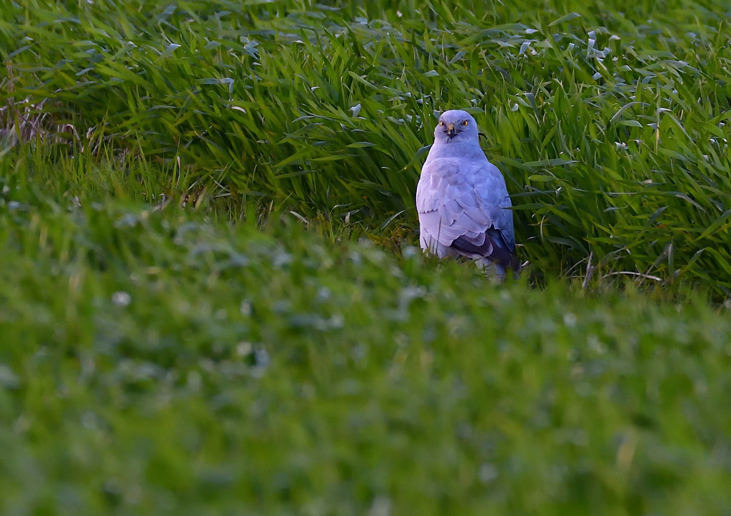 ハイイロチュウヒ　３/１６❶