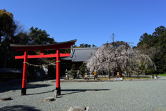神社のしだれ桜　３/２５❷