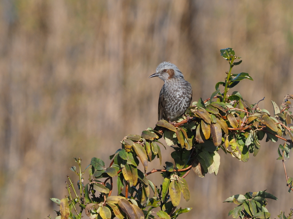 ヒヨドリ　１/２５