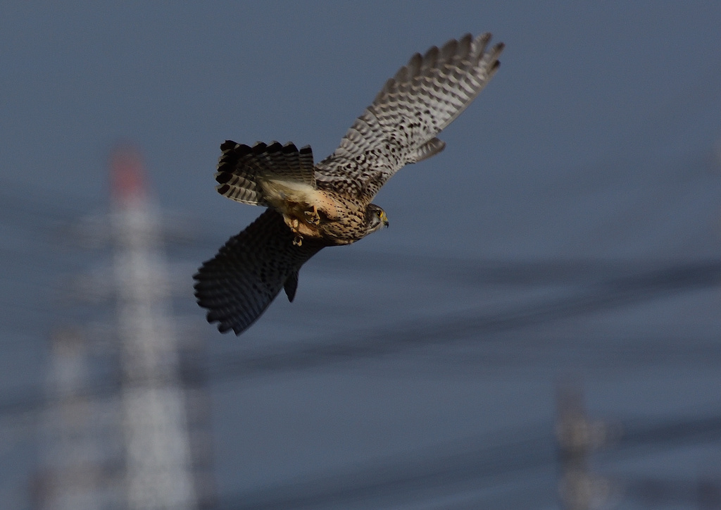 メスのチョウゲンボウ　１２/２３❹
