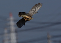 メスのチョウゲンボウ　１２/２３❹
