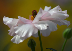 Flower❸