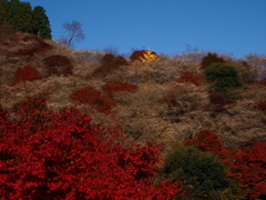 四季桜　１１/１７❶