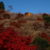 四季桜　１１/１７❶