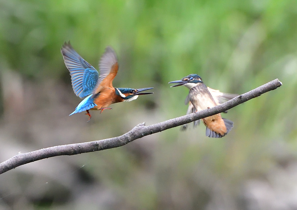 2羽の若鳥　７/２０⑦