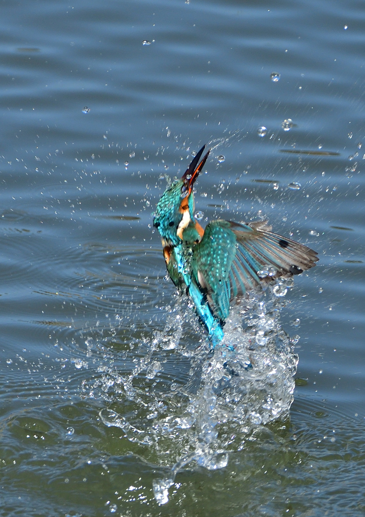 ダイブ　３/２３❻