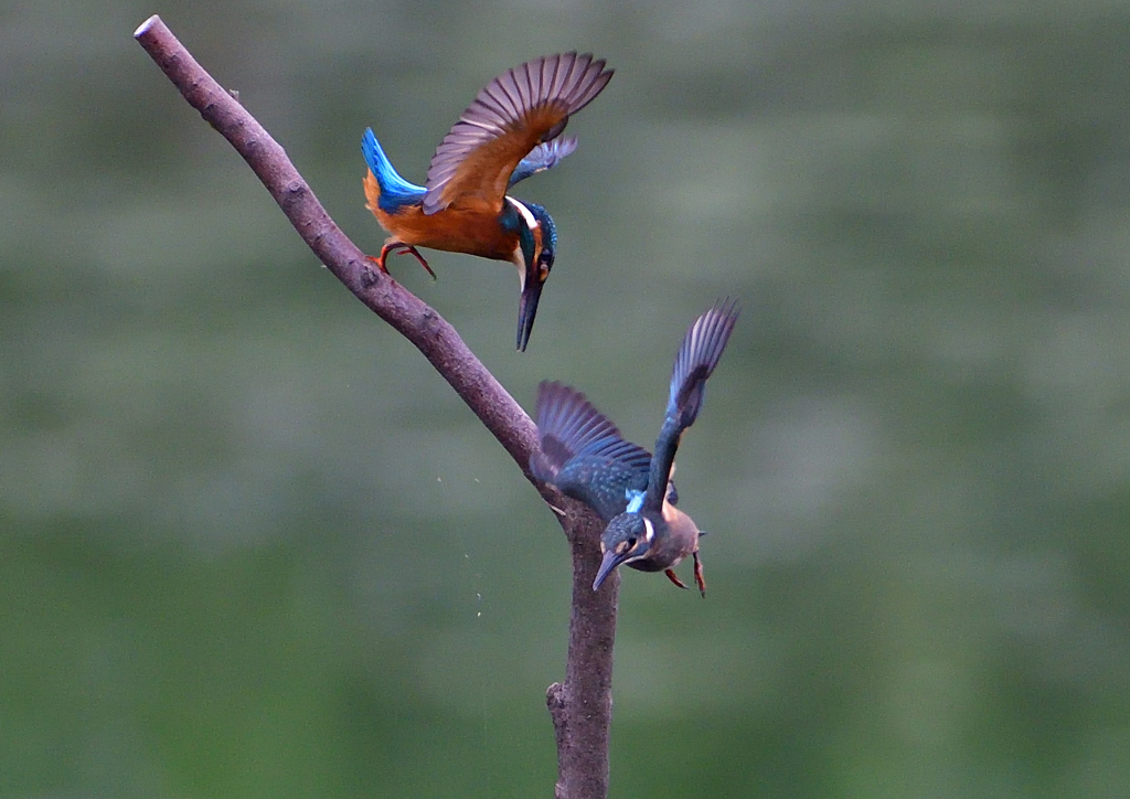 2羽の若鳥　７/２０⑤