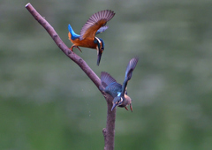 2羽の若鳥　７/２０⑤