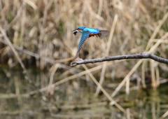魚を・・・・❶