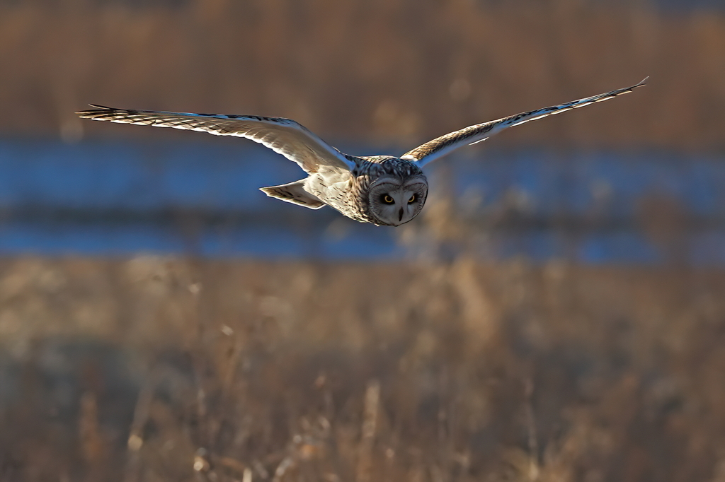 コミミズク　２/１➎
