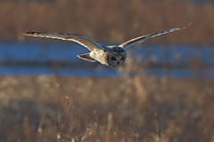 コミミズク　２/１➎