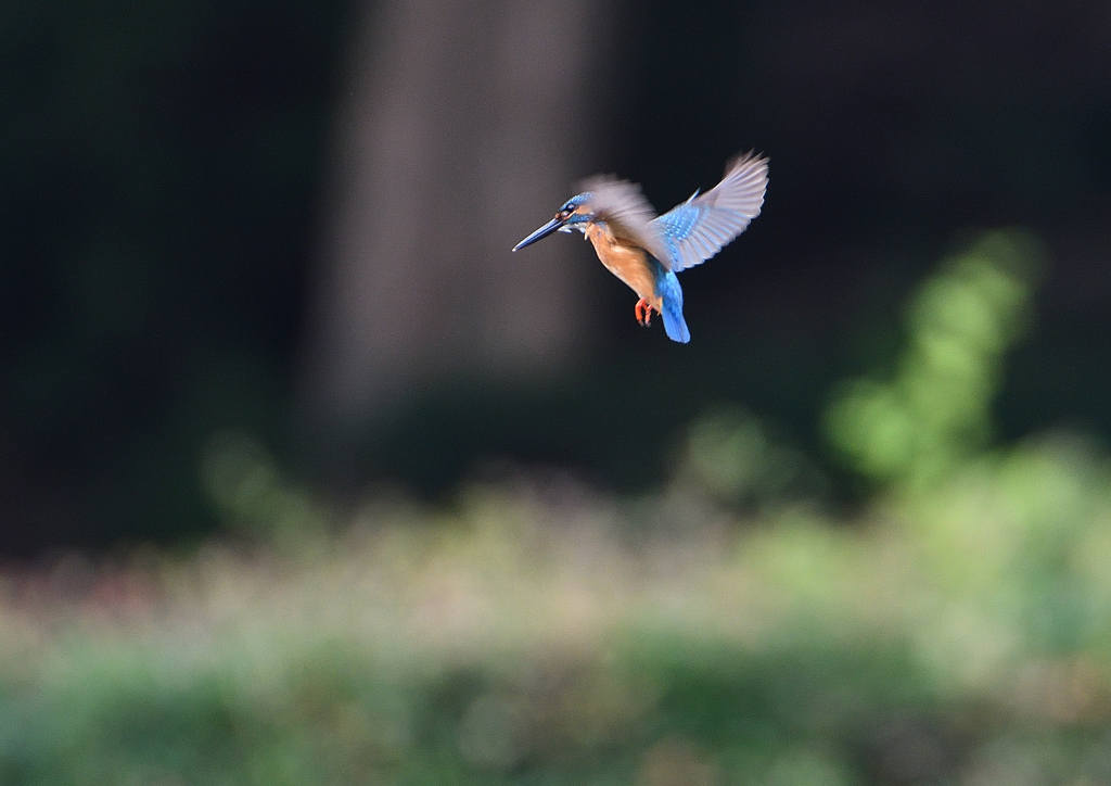 1回目のホバ❷　７/８