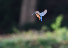 1回目のホバ❷　７/８