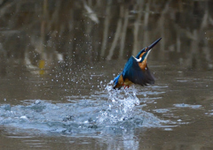 いつもの公園　２/１３❹