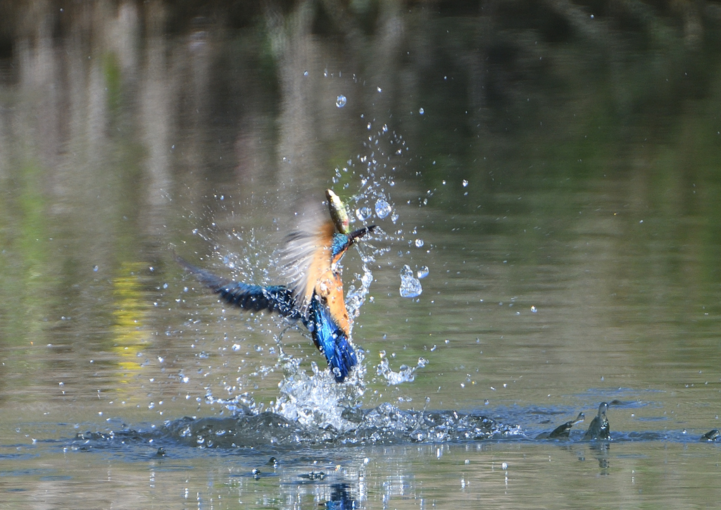 魚を・・・・　4/16