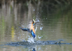 魚を・・・・　4/16