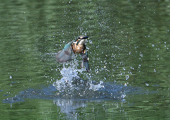 今日のカワセミ　６/１７❷