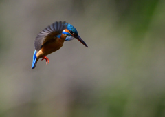 ホバ　４/２１❷