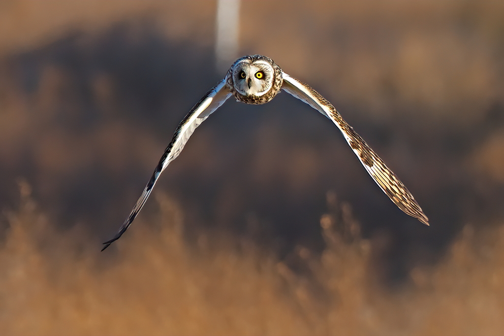 コミミズク　２/１➍