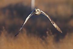 コミミズク　２/１➍