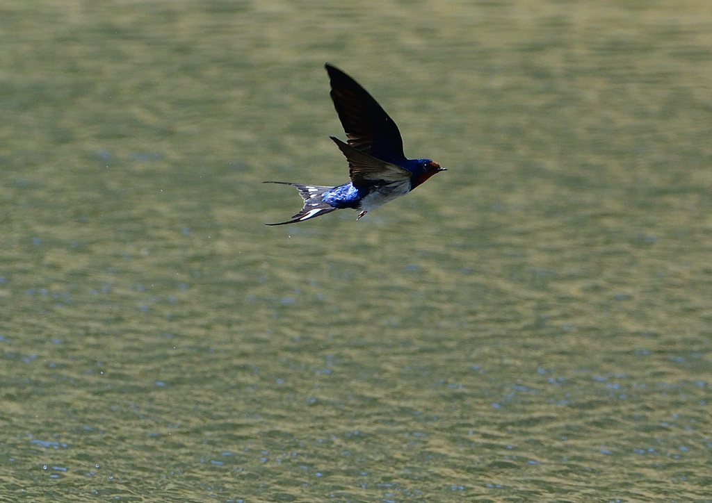 ツバメの飛翔　４/１０❶