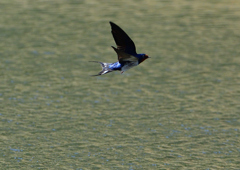 ツバメの飛翔　４/１０❶