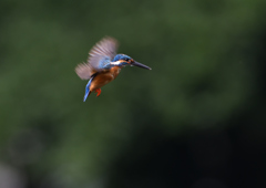 ホバリング　７/１８❺