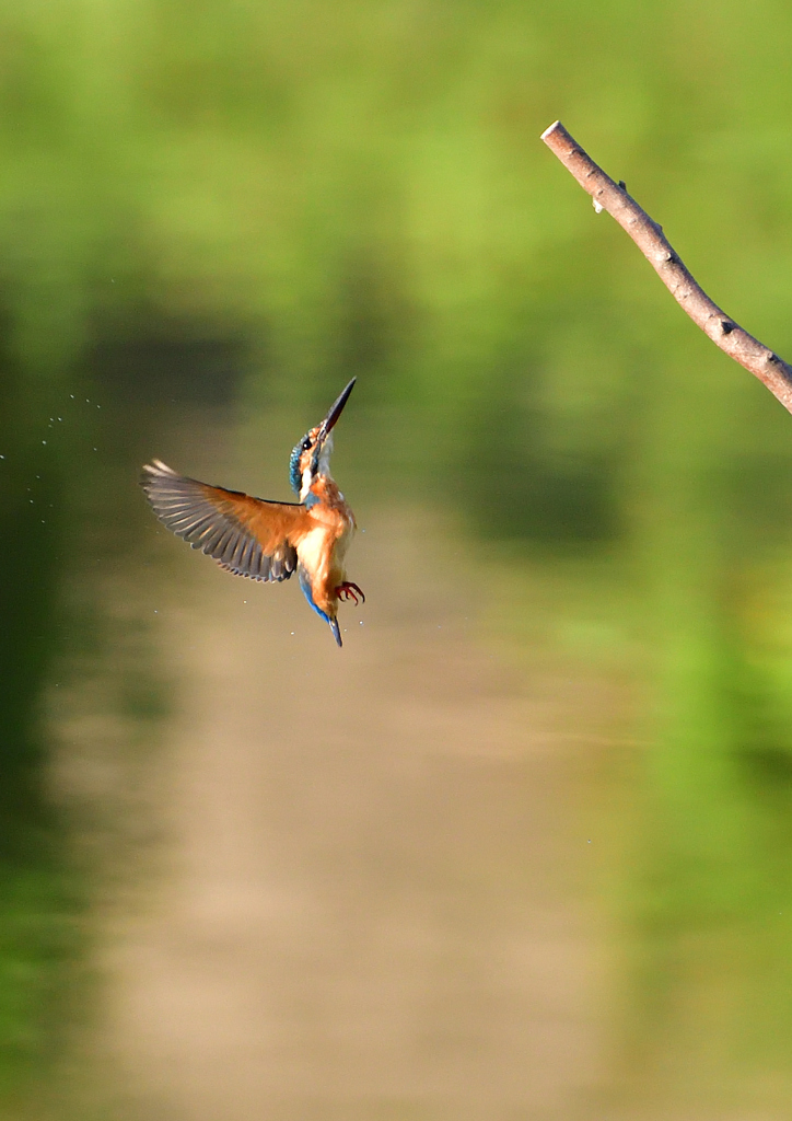 いつもの公園で　８/１７⑦