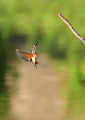 いつもの公園で　８/１７⑦