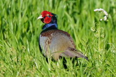 キジ　３/３１❸