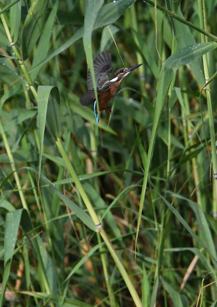 二番子ヨシに❸