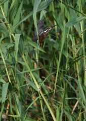 二番子ヨシに❸