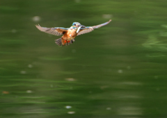 止まり木へ　７/２３❸