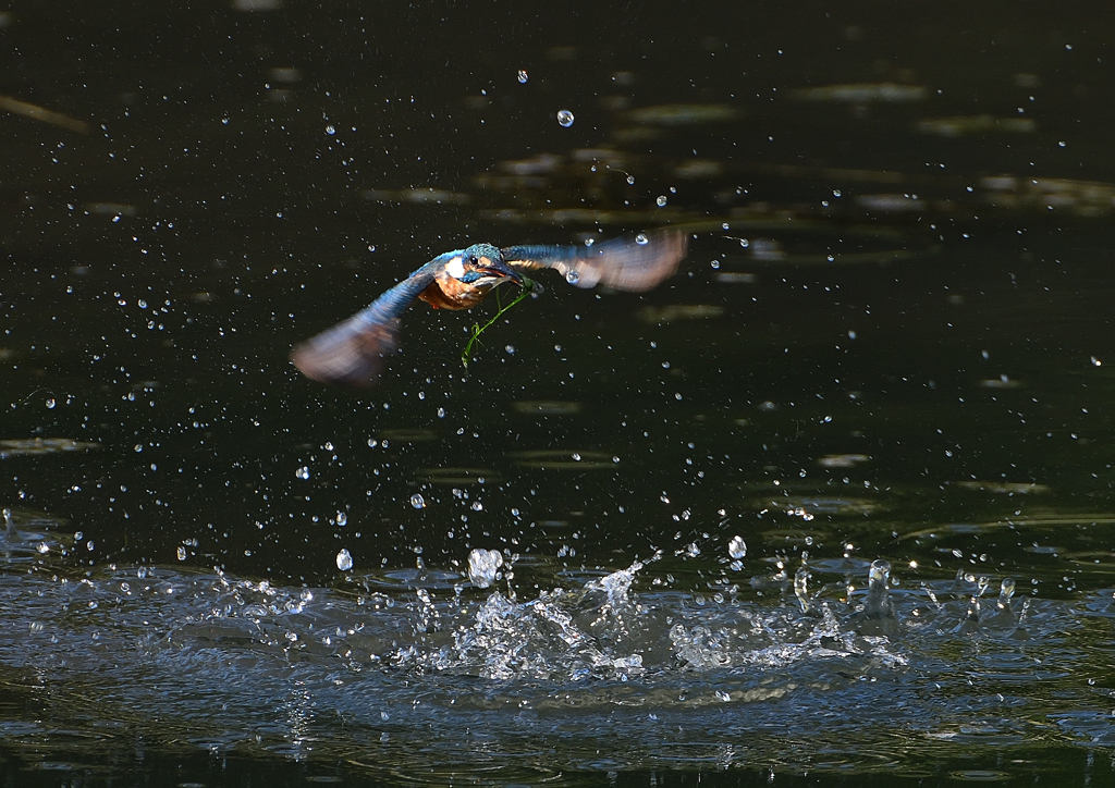 ダイブ　８/７❷