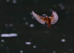 ホバリング　７/３１①