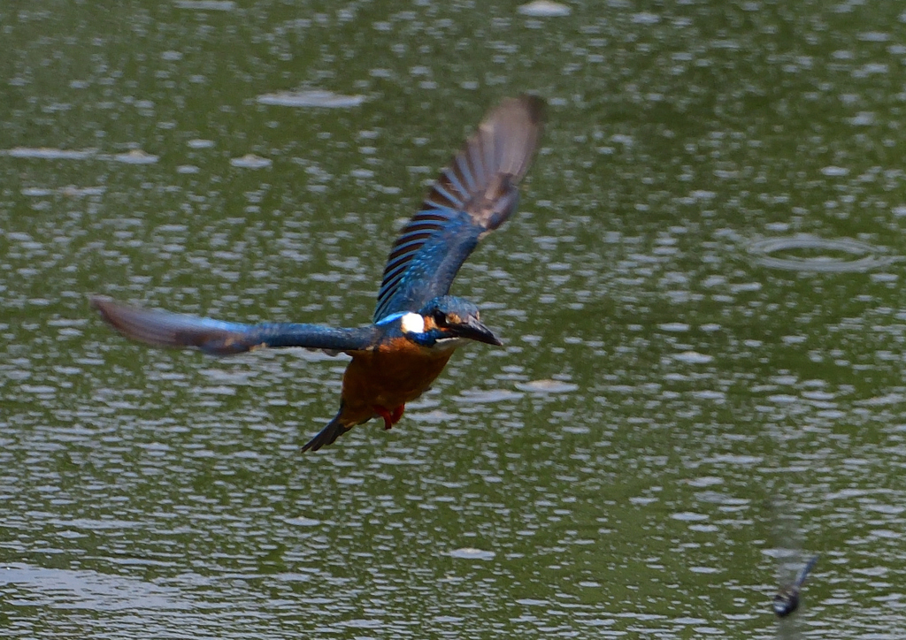 いつもの公園　５/２５➓