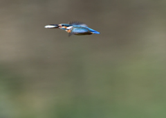 魚を・・・・　５/２５❷