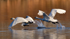 コハクチョウ　１/２０❸